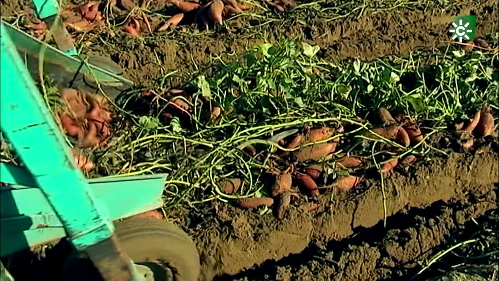 Cultivo de boniato en Sanlúcar de Barrameda (12/01/2020)