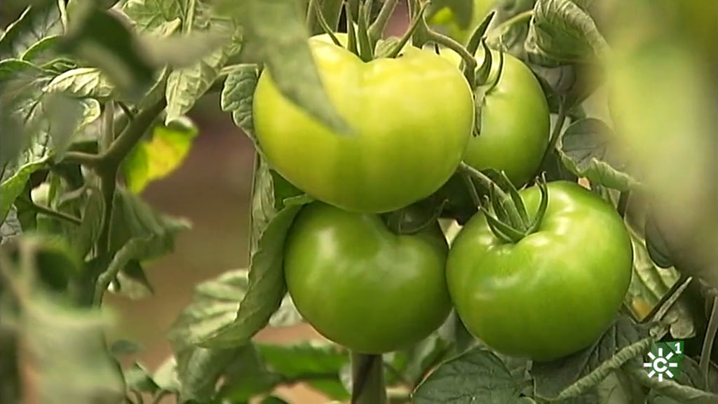 El cultivo de los famosos tomates de Los Palacios (02/06/2019)