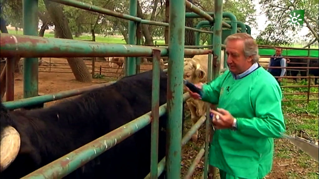 El trabajo diario de los veterinarios con el ganado a pie de campo (11/10/2020)