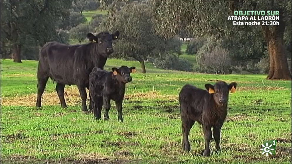 La introducción paulatina de la vaca angus en Andalucía (06/01/2019)