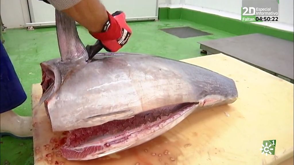 Pescadores de Tarifa introducen una técnica japonesa en la pesca del atún (02/12/2018)