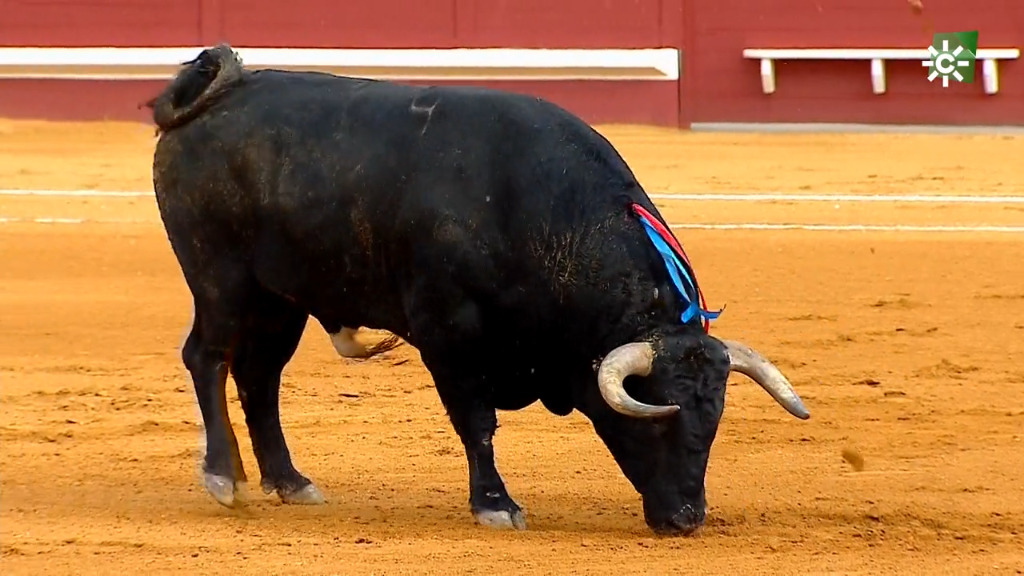 Toros desde Utrera (19/06/2021)