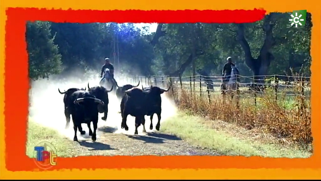 Cómo se prueban los toros para sementales (25/04/2021)