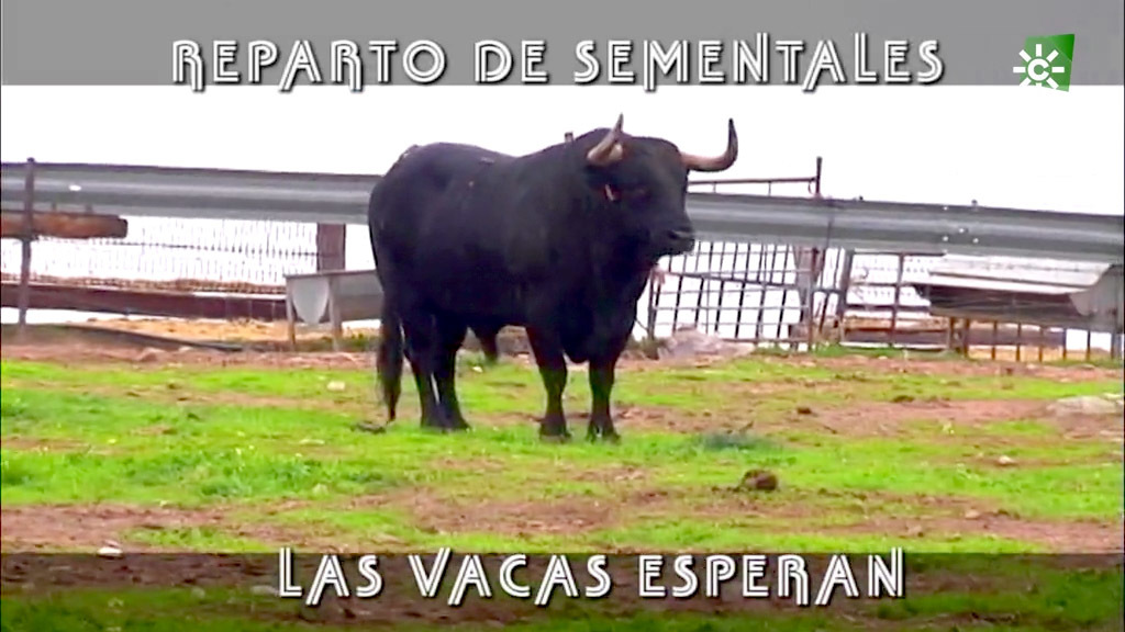 El semental que no quiere ir con las vacas (06/12/2020)