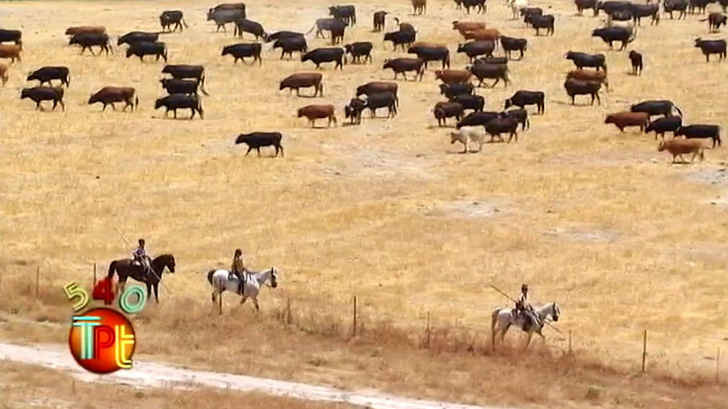El traslado de 200 vacas a la rastrojera (18/08/2019)