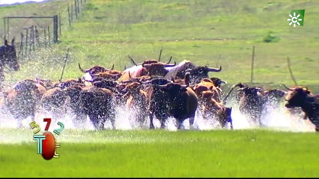 El traslado de vacas por el campo inundado (13/09/2020)
