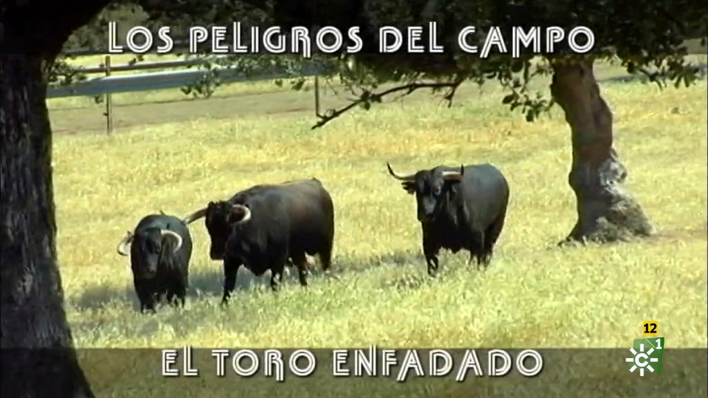 Los problemas de los toros en verano (07/07/2019)