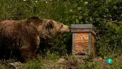 El oso cántabro resiste y mantiene su viejo deleite