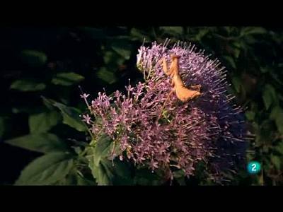 La flor de la viuda