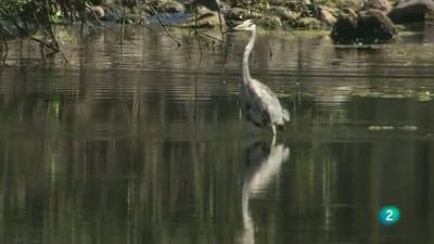 La garza real pesca en todos los ríos de España