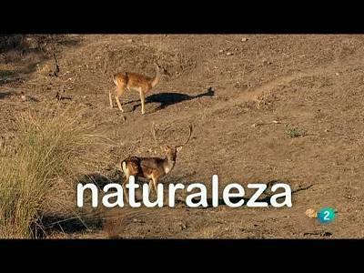 Los gamos también se enamoran, y roncan