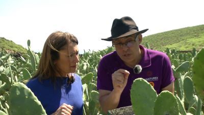 Bichos que alimentan