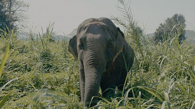 Episodio 7: Campamento de elefantes - Chiang Rai