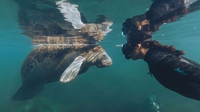 Somos documentales - Carbono azul. El poder oculto de la naturaleza