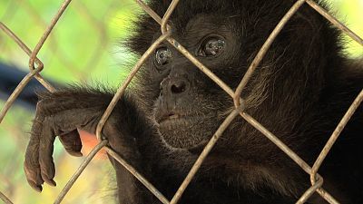 Somos documentales - Tras los últimos primates mexicanos