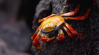 Ecuador en la cima de la biodiversidad - Episodio 2: De los altos Andes a las Islas Galápagos