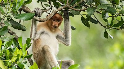 Episodio 1: Borneo: El bosque sagrado