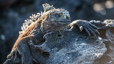 Episodio 4: Galápagos: Las islas encantadas
