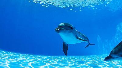 Delfines en tierra (1)