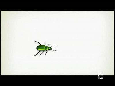 El escarabajo verde