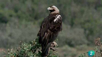 (Fauna ibérica) - Águila imperial, 1
