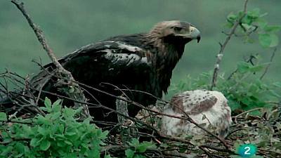 (Fauna ibérica) - Águila imperial, 2