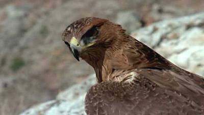 (Fauna ibérica) - El águila perdicera, 2