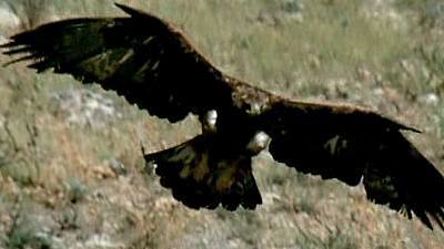 (Fauna ibérica) - El águila real II