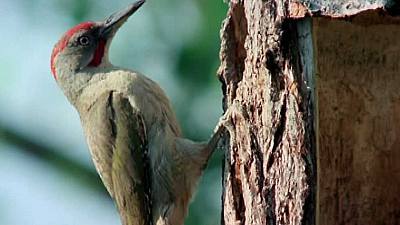 (Fauna ibérica) - Los pájaros carpinteros 2