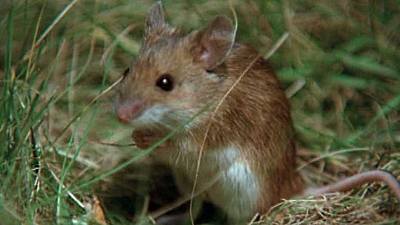 (Fauna ibérica) - Los roedores 1