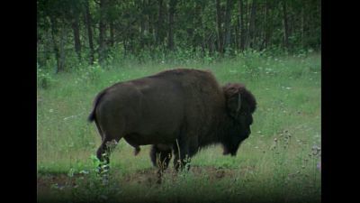 (Serie canadiense) - Gran fauna canadiense I