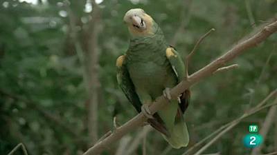 (Serie venezolana) - El paraíso de las aves