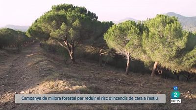 Campanya de millora forestal al Parc Natural de Collserola