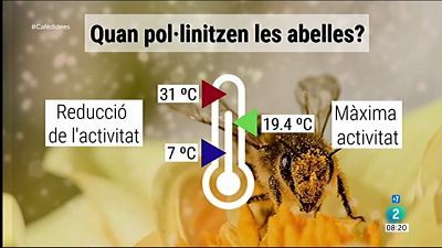 Com afecta la temperatura en les abelles?