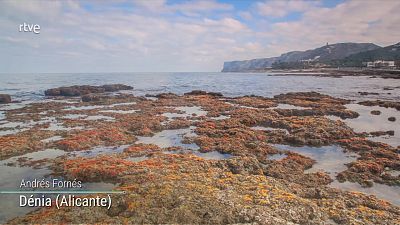 Viento fuerte o con intervalos de fuerte en el Estrecho y el litoral mediterráneo andaluz. Calima en el entorno de Alborán