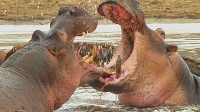 Episodio 1: La laguna de los hipopótamos