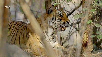 Episodio 2: Rana, reina de la selva