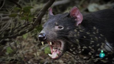 Grans Documentals - La carrera de la vida: guerrers de la natura