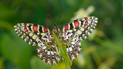 Aliados de las Plantas