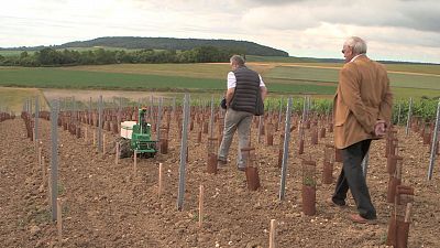 T2 - Episodio 4: La ciencia al servicio de la agricultura