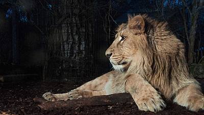 Animales a través de la noche: Durmiendo en el zoo