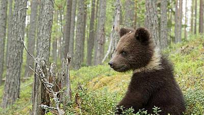 Bosques primarios de Rusia: Carelia