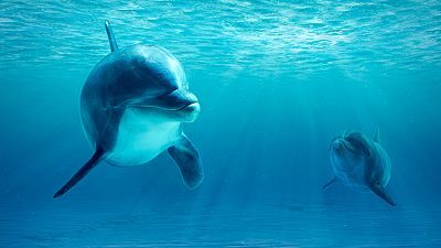 Delfines salvajes