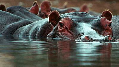 El canal de Kazinga: paraíso de hipopótamos