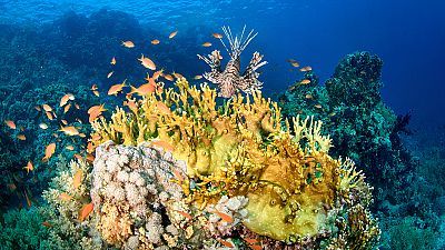 El Mar Arábigo - Los carnívoros del arrecife de coral
