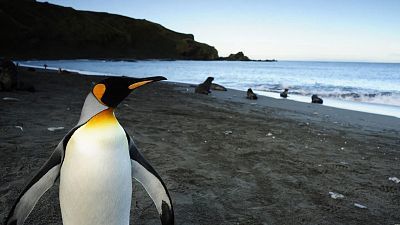 El pinguino rey