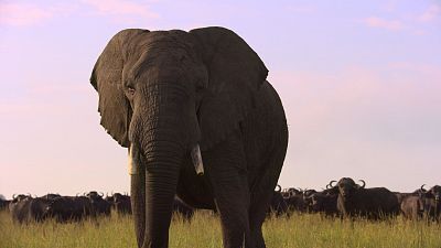 Grandes especies de África - Herbívoros de suelo y ramoneadores
