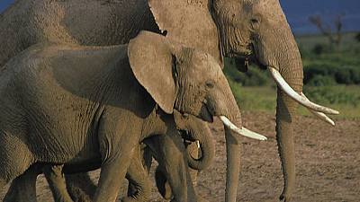 Grandes Parques Naturales de África: Parque Nacional de los Elefantes de Addo