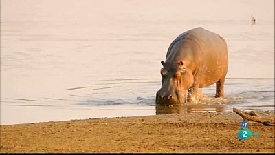Grans documentals -  La vall indòmita: La llacuna dels hipopòtams