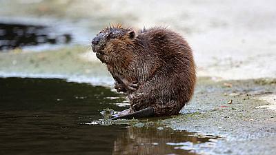 Guerreros del agua: Vuelven los castores